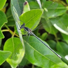 Unverified Damselfly (Zygoptera) at Braidwood, NSW - Today by MatthewFrawley