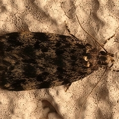 Barea codrella (A concealer moth) at Ainslie, ACT - Yesterday by jb2602