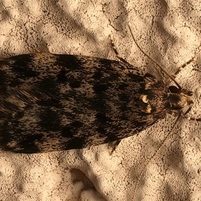 Barea codrella (A concealer moth) at Ainslie, ACT - Yesterday by jb2602