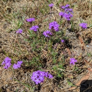 Glandularia aristigera at Belconnen, ACT - Today by mainsprite