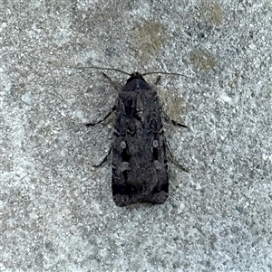 Agrotis infusa (Bogong Moth, Common Cutworm) at Googong, NSW - Yesterday by Wandiyali