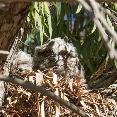 Podargus strigoides (Tawny Frogmouth) at Hawker, ACT - 19 Nov 2025 by AlisonMilton