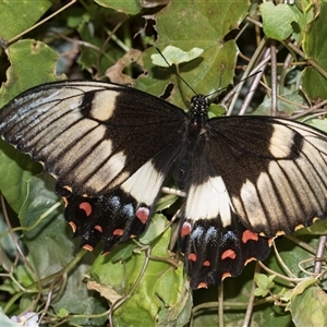 Papilio aegeus (Orchard Swallowtail, Large Citrus Butterfly) at Higgins, ACT - 20 Nov 2025 by AlisonMilton