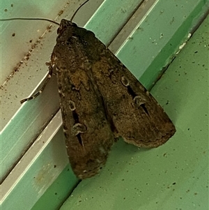 Agrotis infusa (Bogong Moth, Common Cutworm) by SteveBorkowskis