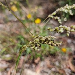 Briza subaristata at Latham, ACT - Today by Caric