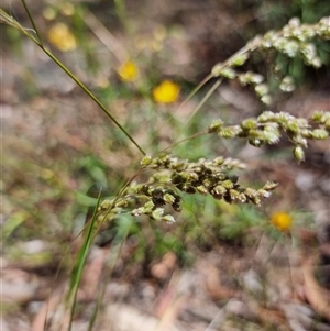 Briza subaristata at Latham, ACT - Today by Caric