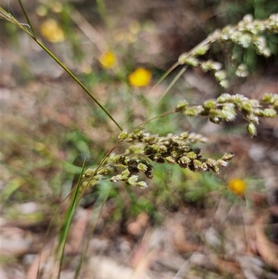 Briza subaristata at Latham, ACT - Today by Caric