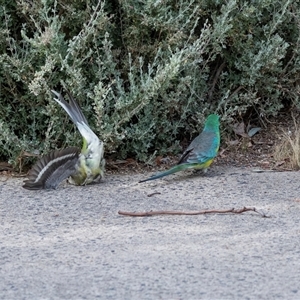Psephotus haematonotus (Red-rumped Parrot) at Hawker, ACT - 20 Nov 2025 by AlisonMilton