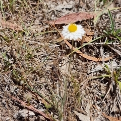 Leucochrysum albicans at Latham, ACT - Today by Caric