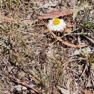 Leucochrysum albicans at Latham, ACT - Today by Caric