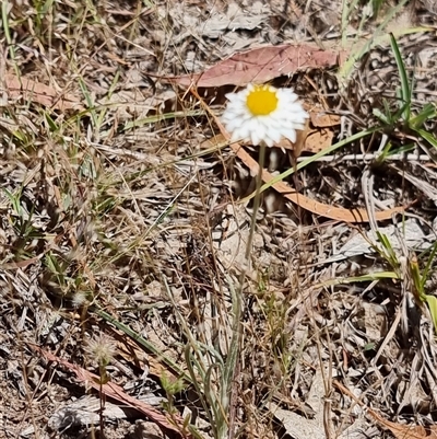 Leucochrysum albicans at Latham, ACT - Today by Caric