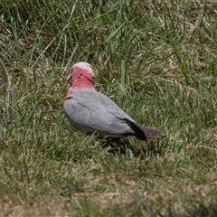 Eolophus roseicapilla (Galah) at Gungahlin, ACT - Yesterday by AlisonMilton