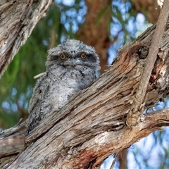 Podargus strigoides (Tawny Frogmouth) at Hawker, ACT - Today by AlisonMilton