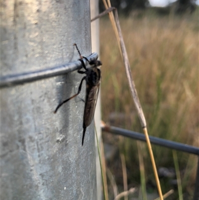 Unverified Insect at Gungahlin, ACT - Yesterday by TimYiu