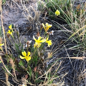 Goodenia sp. at Gungahlin, ACT - Yesterday by TimYiu