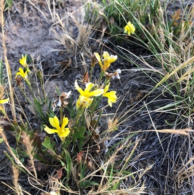 Goodenia sp. at Gungahlin, ACT - Yesterday by TimYiu