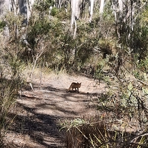 Vulpes vulpes (Red Fox) at Bruce, ACT - Yesterday by jhotchin