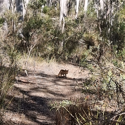 Vulpes vulpes (Red Fox) at Bruce, ACT - Yesterday by jhotchin
