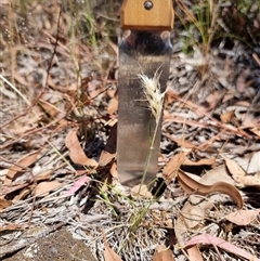 Rytidosperma (genus) at Latham, ACT - Today by Caric