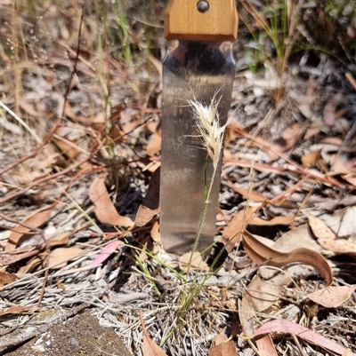 Rytidosperma (genus) at Latham, ACT - Today by Caric