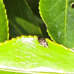 Unverified Beetle (Coleoptera) at Isaacs, ACT - Today by Mike