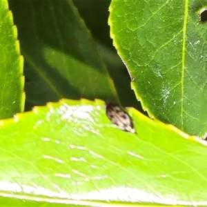 Unverified Beetle (Coleoptera) at Isaacs, ACT - Today by Mike