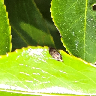 Unverified Beetle (Coleoptera) at Isaacs, ACT - Today by Mike