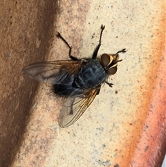 Unverified True fly (Diptera) at Isaacs, ACT - Today by Mike
