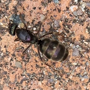 Unverified Ant (Hymenoptera, Formicidae) at Isaacs, ACT - Yesterday by Mike
