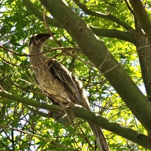 Anthochaera carunculata at Isaacs, ACT - Today by Mike