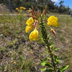 Oenothera glazioviana at Symonston, ACT - Yesterday by Mike