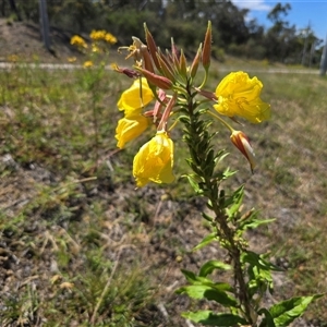 Oenothera glazioviana at Symonston, ACT - Yesterday by Mike