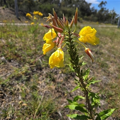 Oenothera glazioviana at Symonston, ACT - Yesterday by Mike