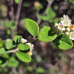 Cotoneaster (genus) at Symonston, ACT - Yesterday by Mike