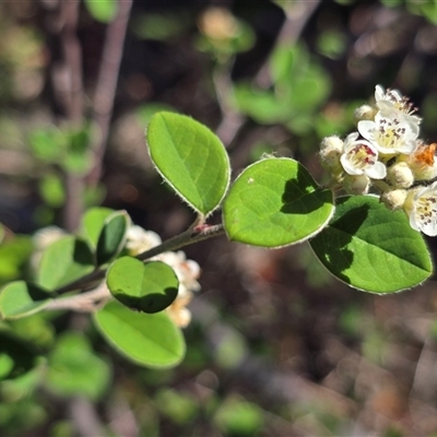 Cotoneaster (genus) at Symonston, ACT - Yesterday by Mike