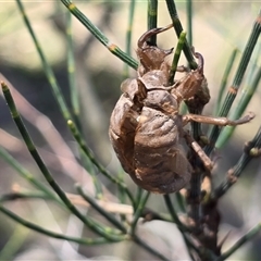 Unverified Cicada (Hemiptera, Cicadoidea) at Symonston, ACT - Yesterday by Mike