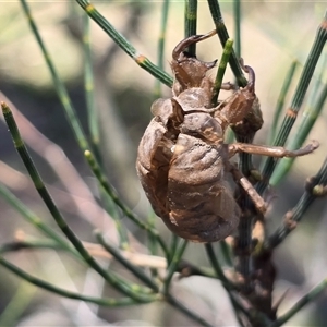 Psaltoda moerens (Redeye cicada) at Symonston, ACT - 24 Nov 2025 by Mike