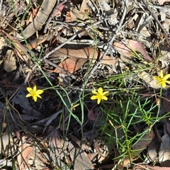 Tricoryne elatior at Symonston, ACT - Yesterday by Mike