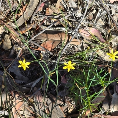 Tricoryne elatior at Symonston, ACT - Yesterday by Mike