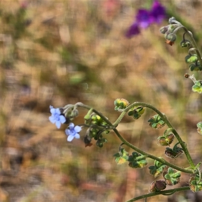 Cynoglossum australe at Isaacs, ACT - 23 Nov 2025 by Mike