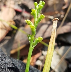 Microtis unifolia at Whitlam, ACT - Yesterday by sangio7