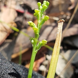 Microtis unifolia at Whitlam, ACT - Yesterday by sangio7
