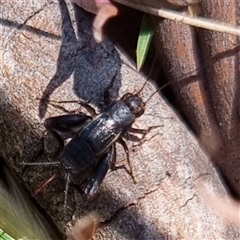 Unverified Cricket (several families) at Latham, ACT - Today by Caric