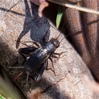 Unverified Cricket (several families) at Latham, ACT - Today by Caric