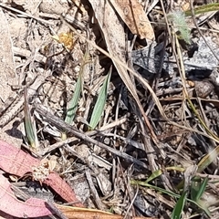 Unverified Grasshopper (several families) at Latham, ACT - Today by Caric