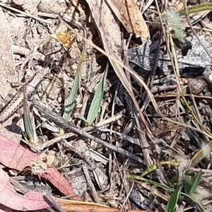 Unverified Grasshopper (several families) at Latham, ACT - Yesterday by Caric