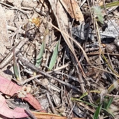 Unverified Grasshopper (several families) at Latham, ACT - Today by Caric
