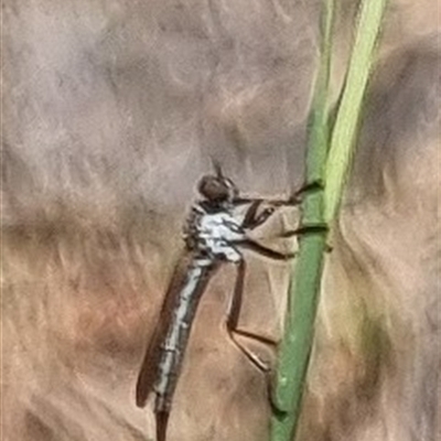 Cerdistus sp. (genus) (Slender Robber Fly) at Latham, ACT - Today by Caric