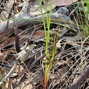 Lomandra multiflora (Many-flowered Matrush) at Whitlam, ACT - 24 Nov 2025 by sangio7