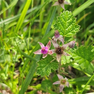 Rubus parvifolius at Whitlam, ACT - Yesterday by sangio7